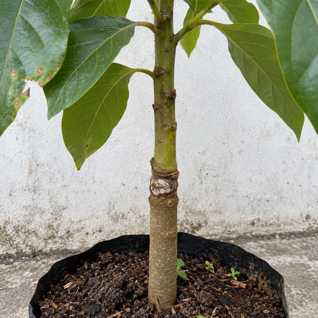 Sambungan batang alpukat dan daun lebar