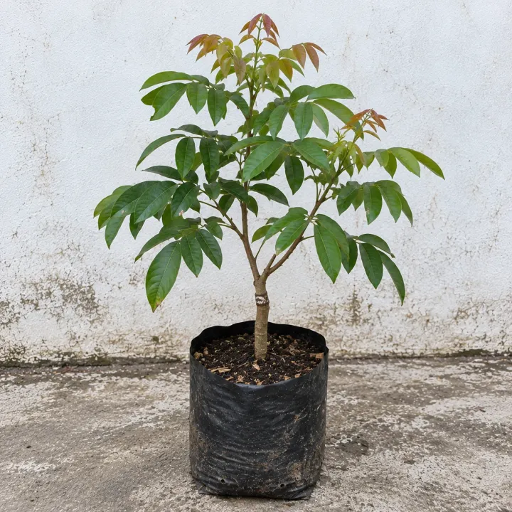 Bibit kelengkeng dengan daun majemuk dan pucuk merah