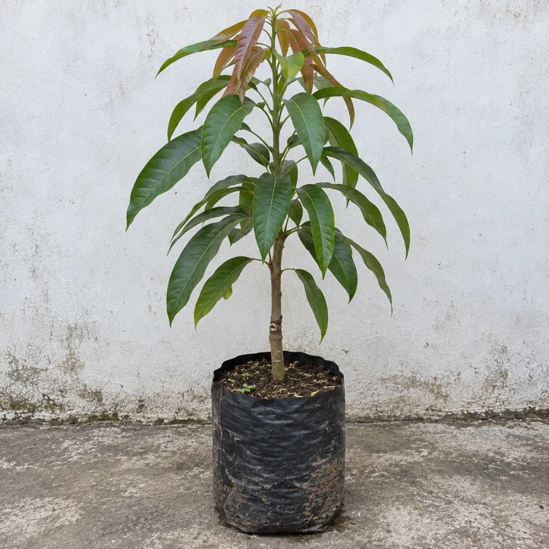 Bibit mangga dengan daun panjang dan pucuk merah